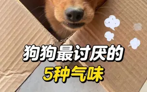 狗狗最讨厌的5种气味