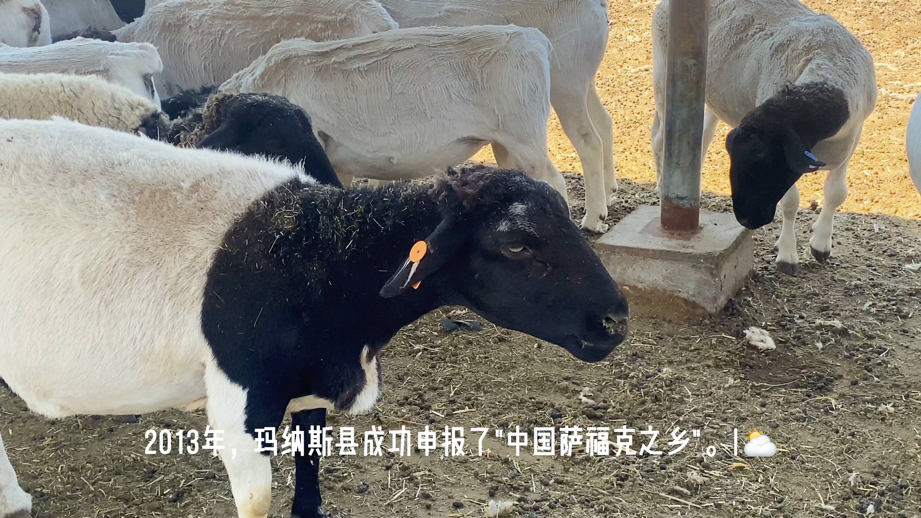 "羊中熊猫,肉中国宝"如果奥运会有比肉质的项目,玛纳斯萨福克羊一点定