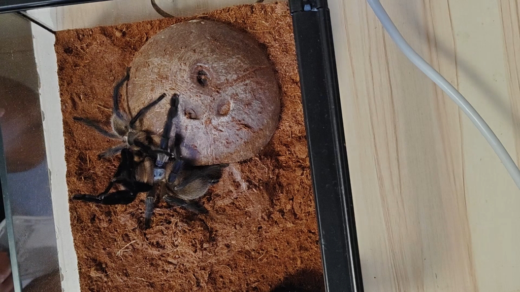 梦幻蓝巴布首配全过程