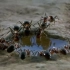 蚂蚁集体喝水、搬运食物【高清】