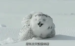 Download Video: 国家二级保护废物雪鸮，一只爱笑的猫头鹰！