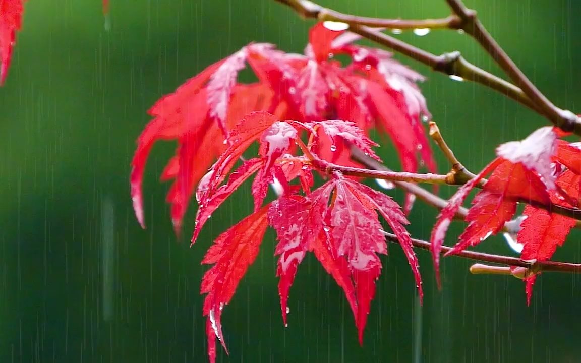 [图]432HZ的雨声是能让人体达到极度舒适的频率，秋雨中的红枫叶，聆听大自然的旋律，白噪音