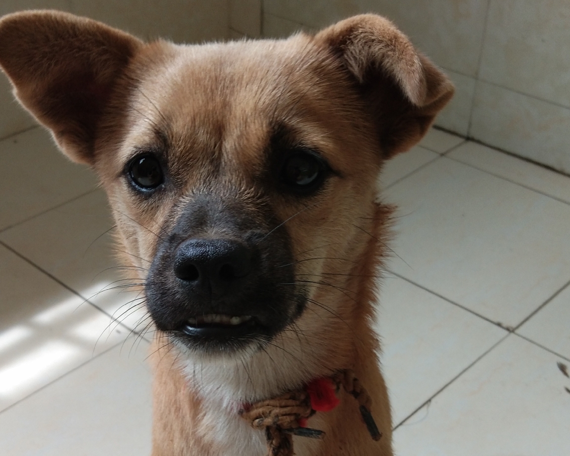 可爱中华田园犬