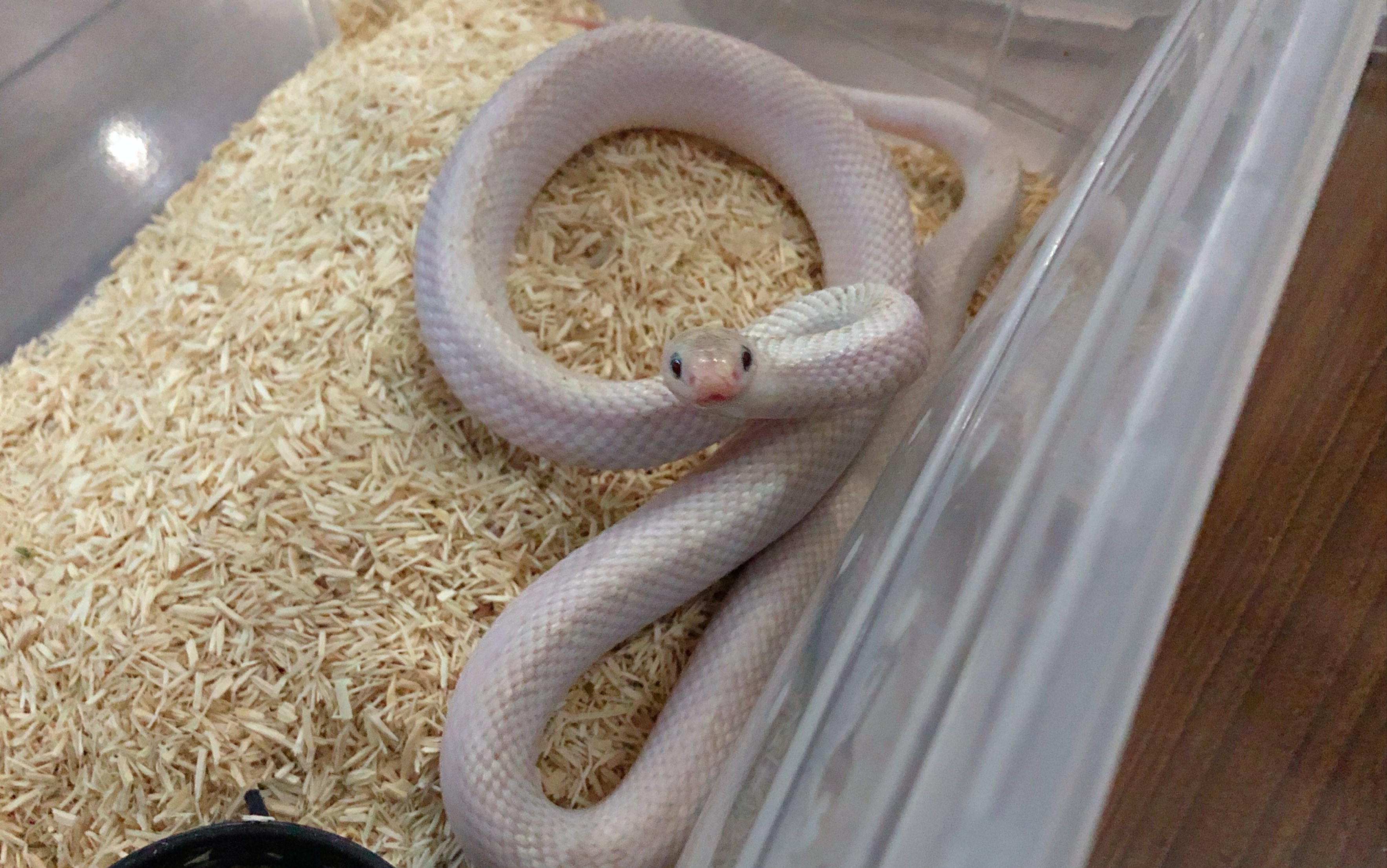 白色的王蛇喂食,凶的一批