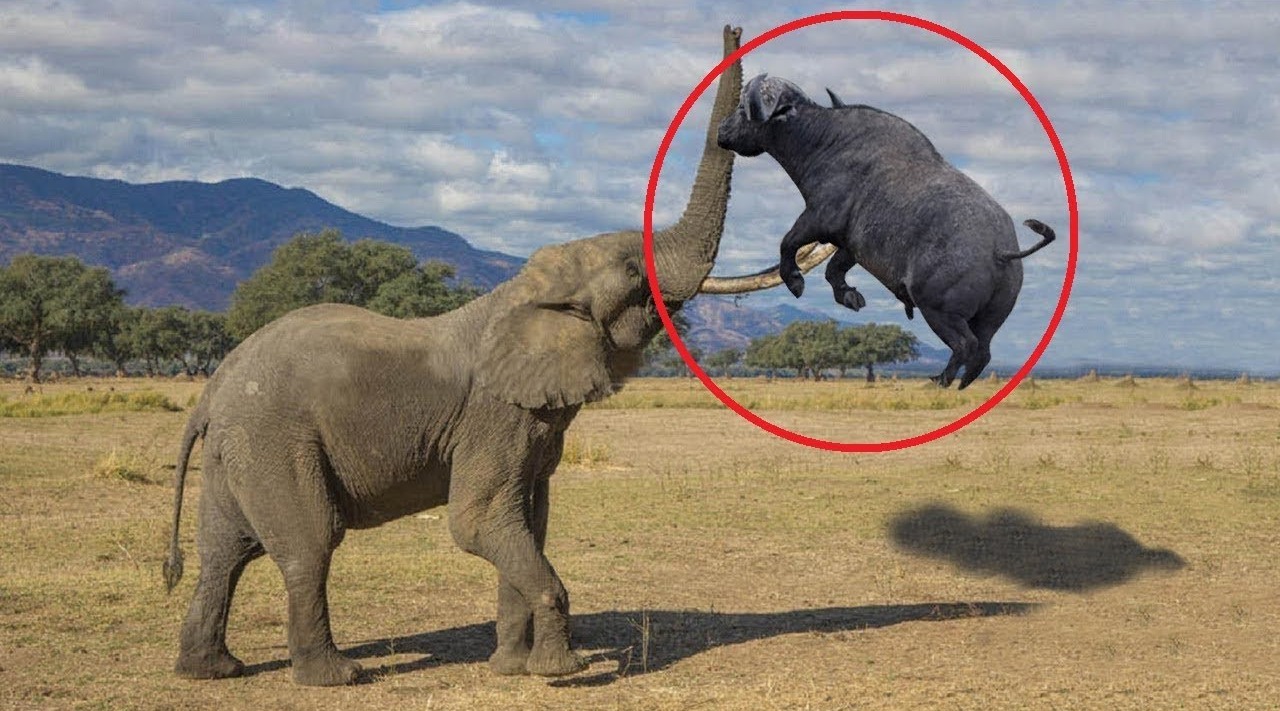 大象捕杀水牛,轻松将水牛抛起来杀死,水牛:不吃我为何杀我