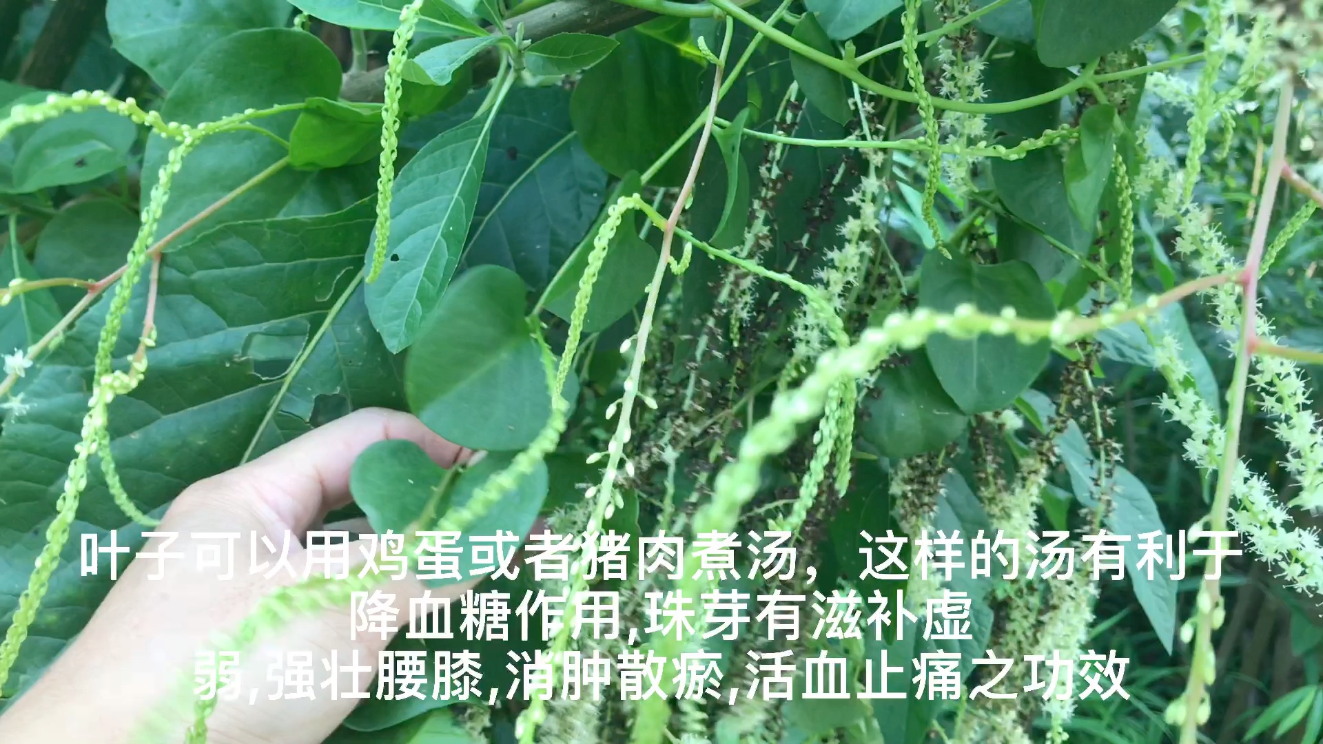 藤三七有什么功效(藤三七的神奇功效)