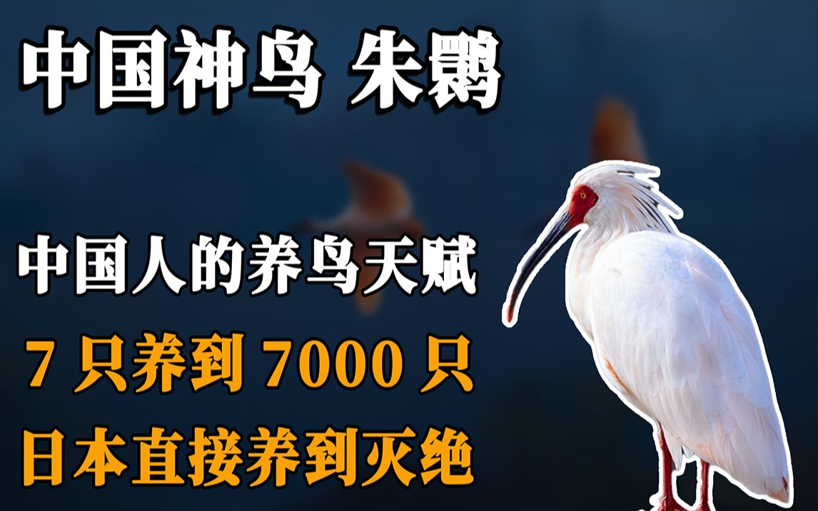 中国神鸟朱鹮,中国人7只养到7000只,日本直接养灭绝哔哩哔哩bilibili