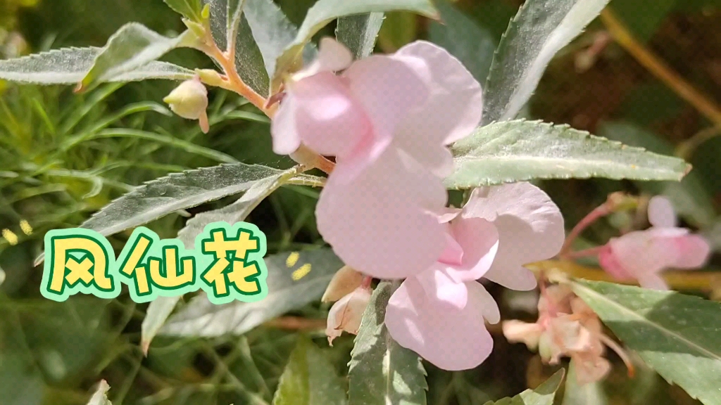 凤仙花--别名:指甲花,海娜花,民间常用其花及叶染指甲,茎及种子入药.