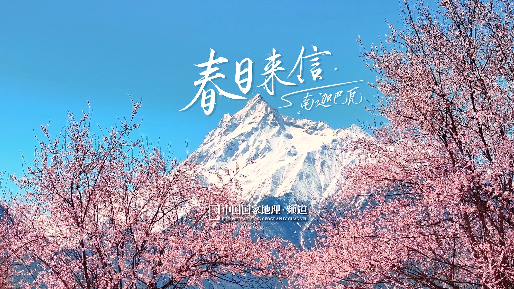 你在春风里签收，林芝寄来的桃花信。