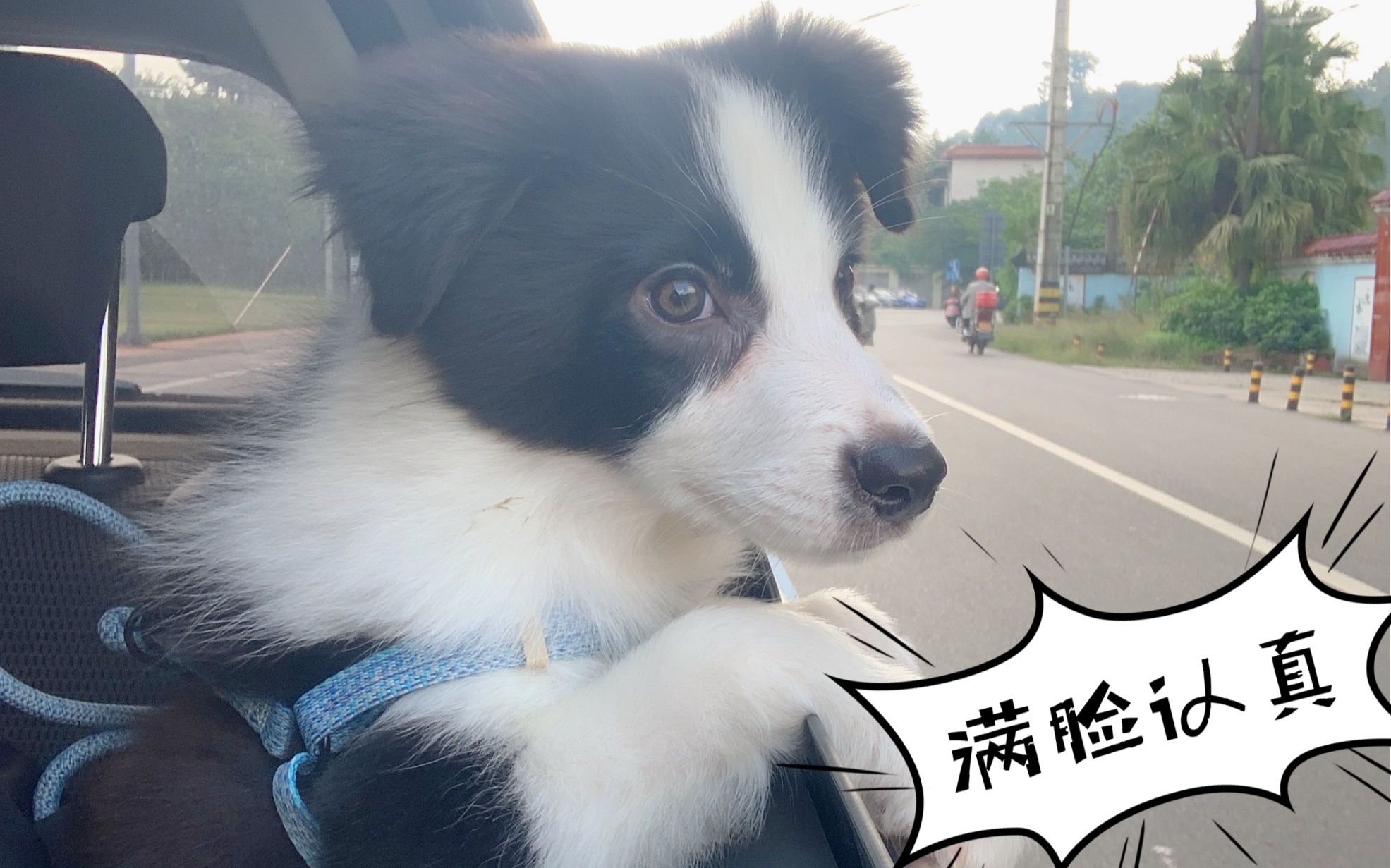 边牧狗子坐车扒车窗一脸认真像极了人