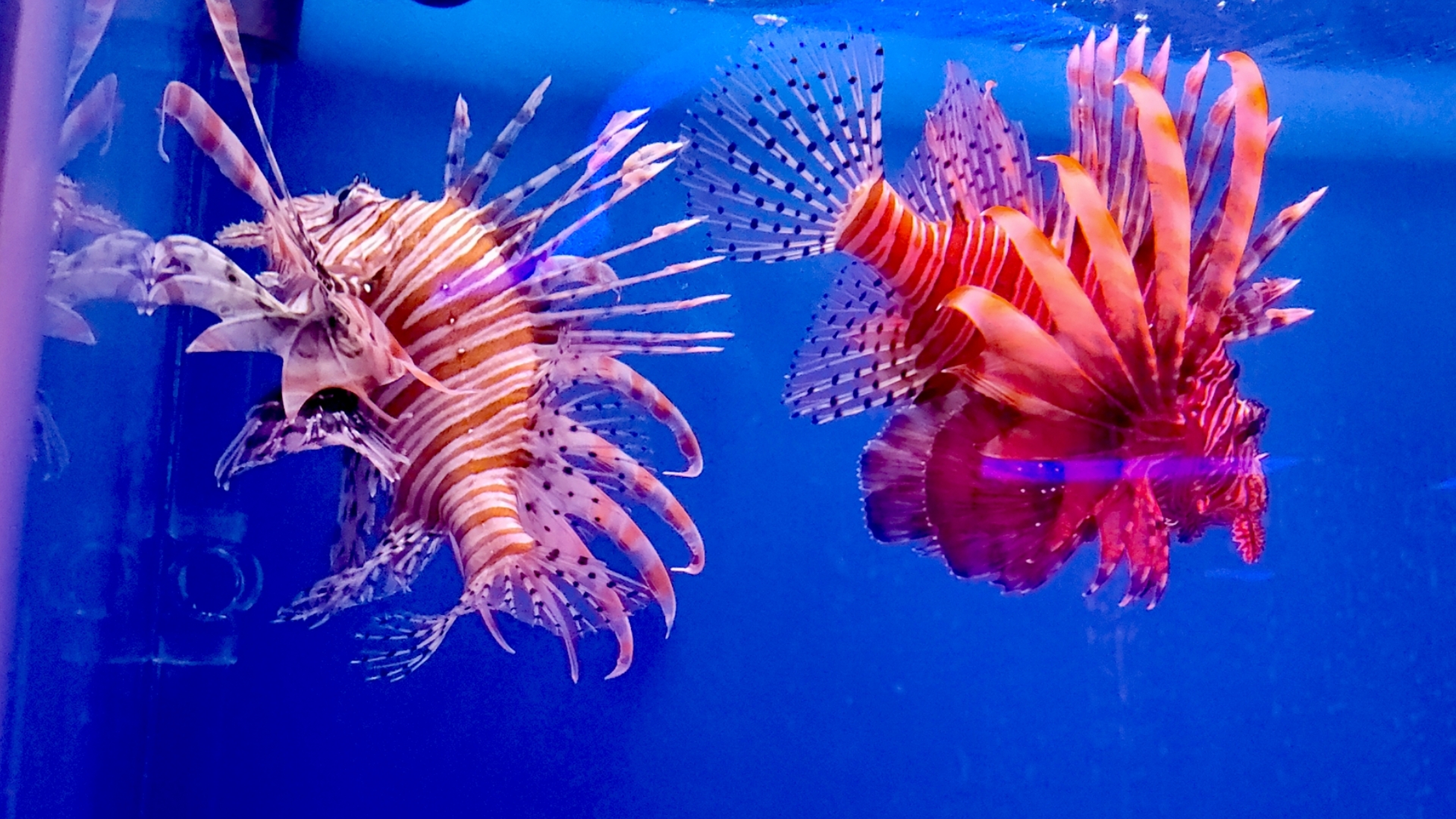 石家庄动物园海洋馆的其他鱼类