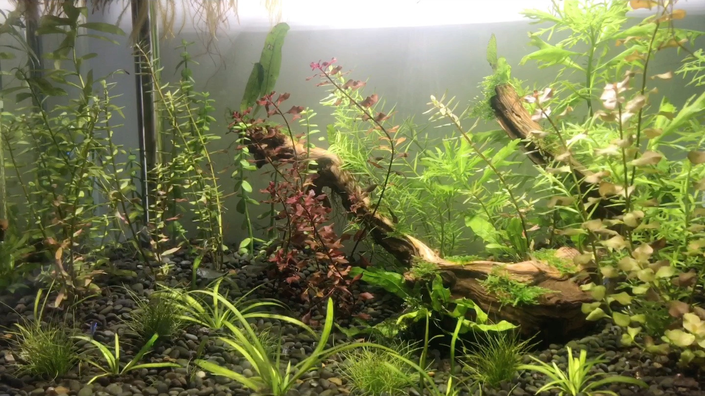 萌新养鱼 水草 热带鱼