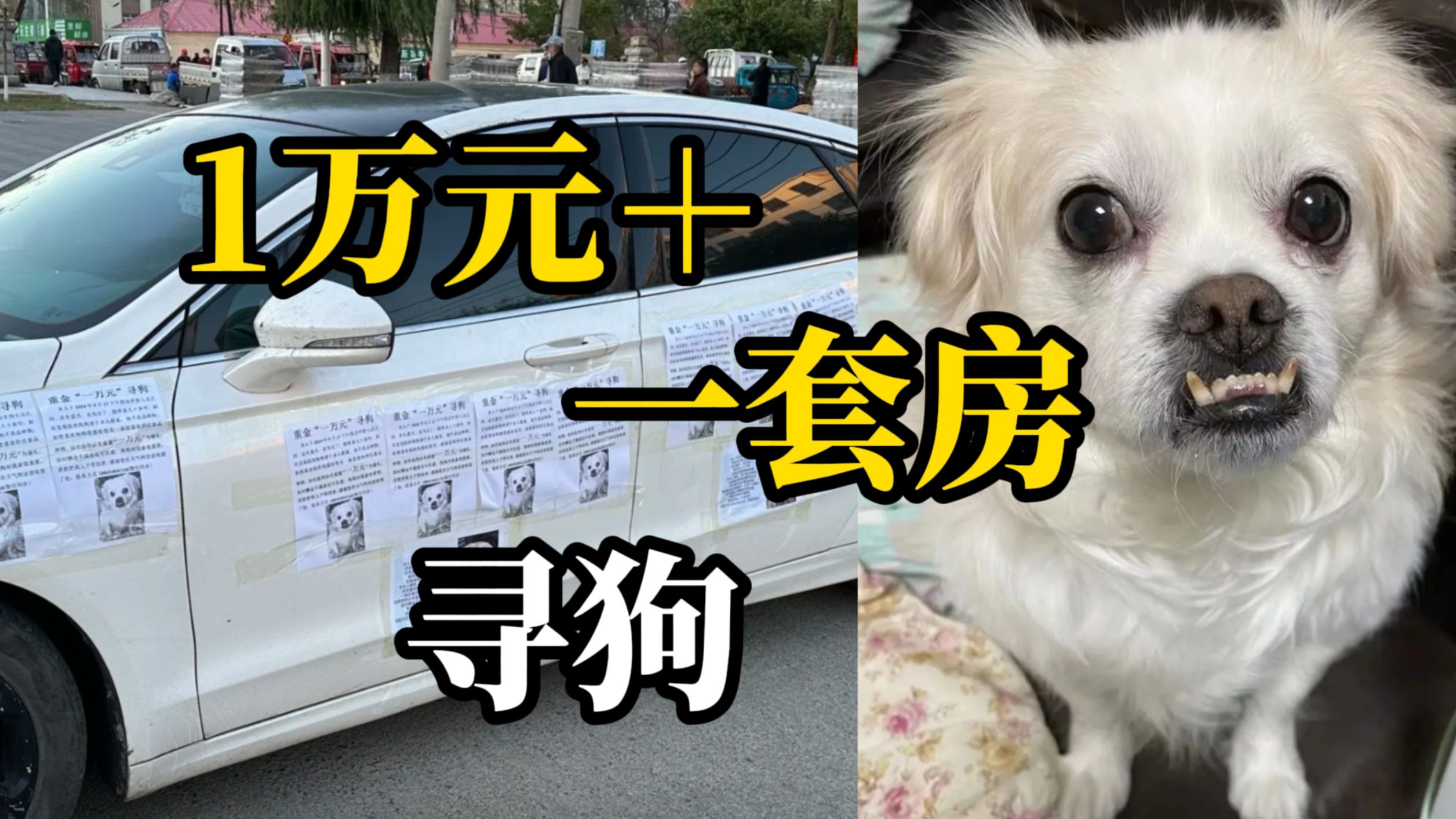 相伴十余年的爱犬走失,佳木斯主人重金寻狗:1万元现金+市区75平一套房哔哩哔哩bilibili