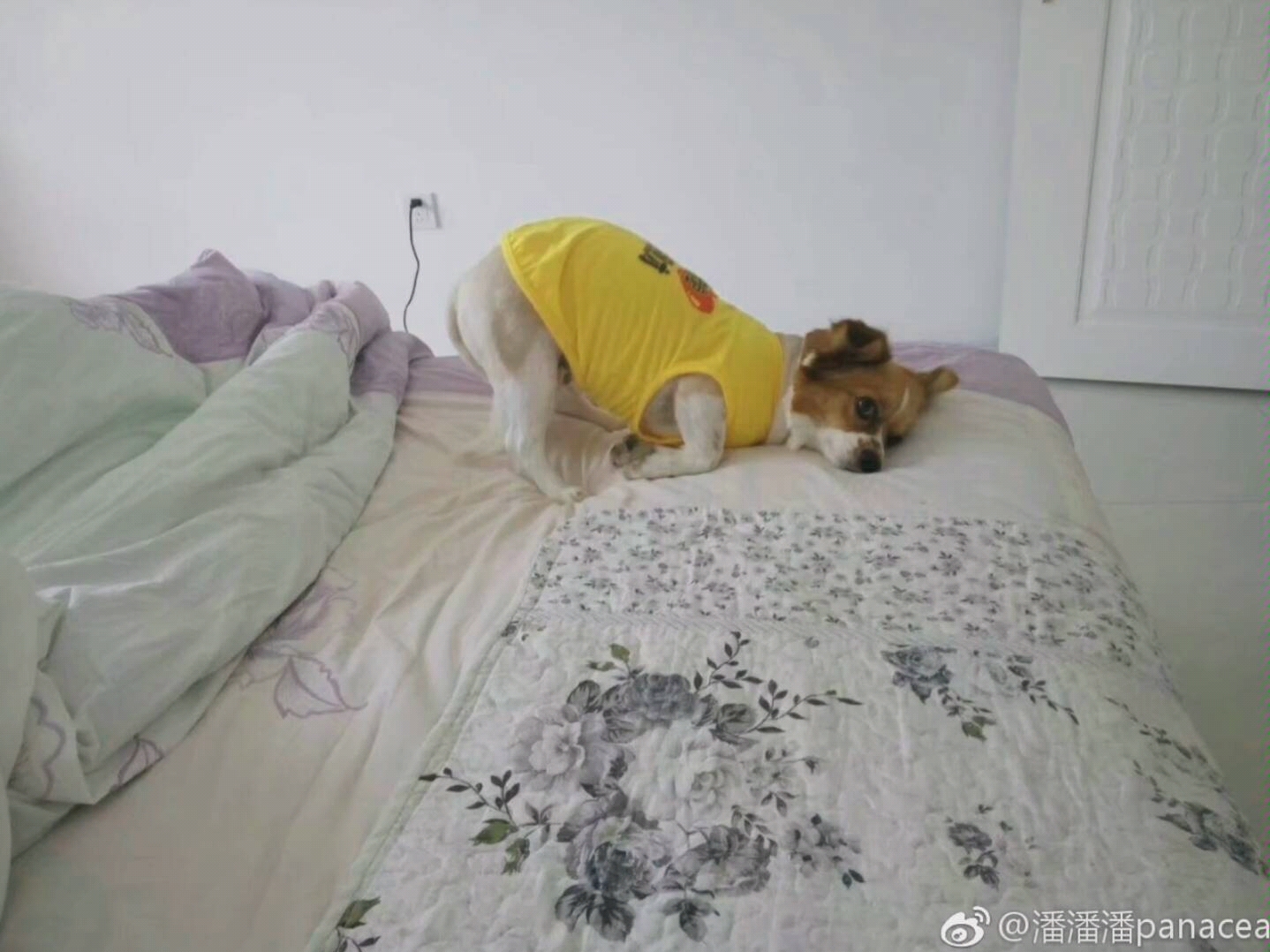 【蝴蝶犬柯基串串】大berlou哔哩哔哩bilibili