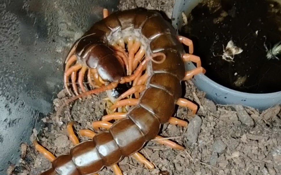 08.27越南巨人蜈蚣捕食成体雌性疑仿硕蠊(杜比亚蟑螂)