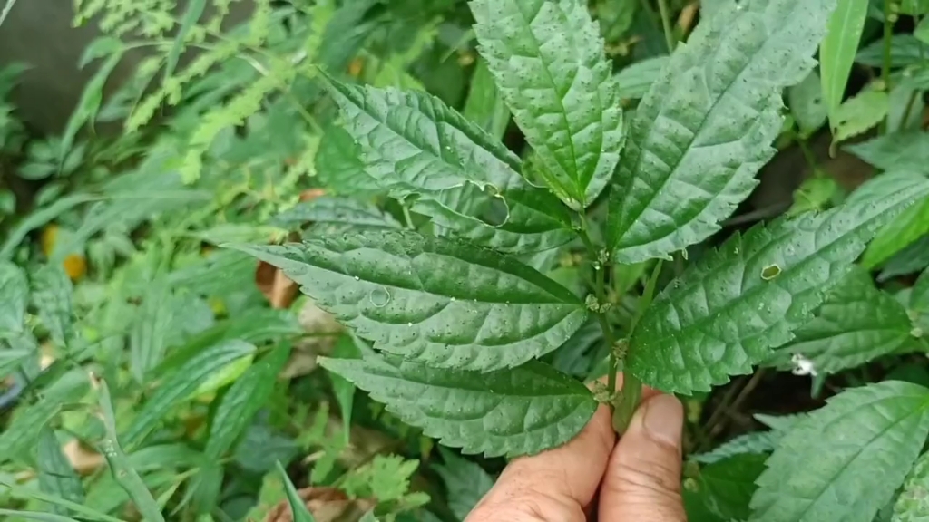 止痛草的功效与作用图片