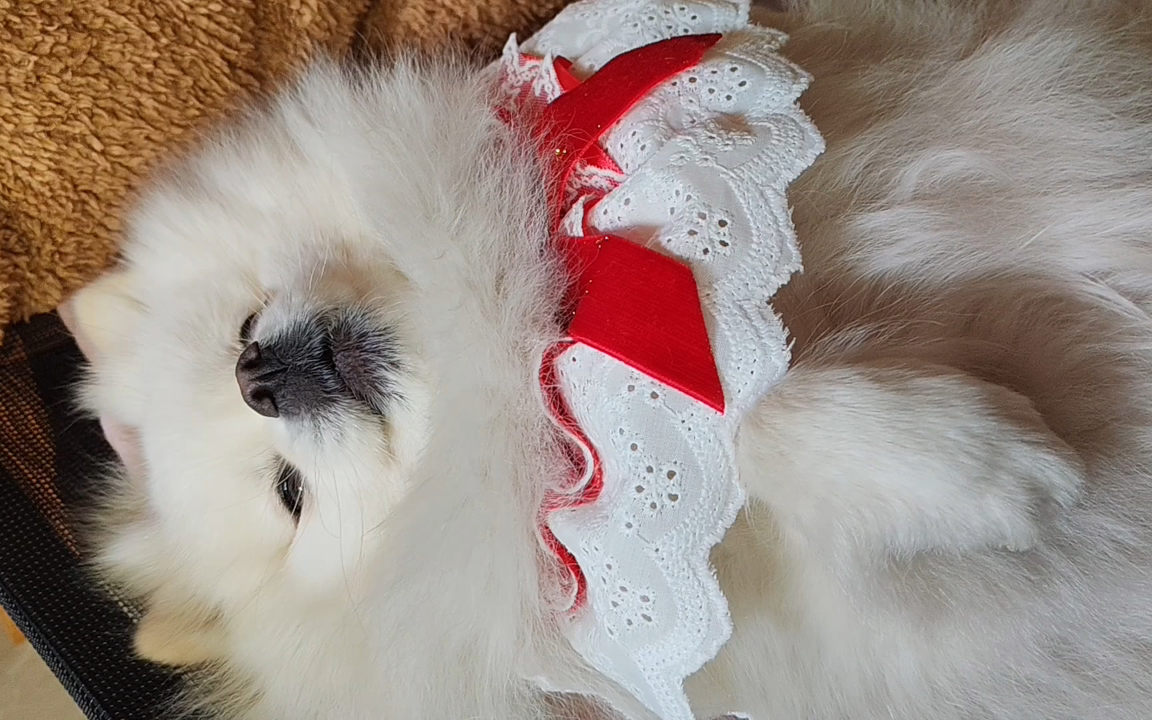 【博美】精心点缀的小狗面包～新买的围脖虽然实物和图片不符但小白戴