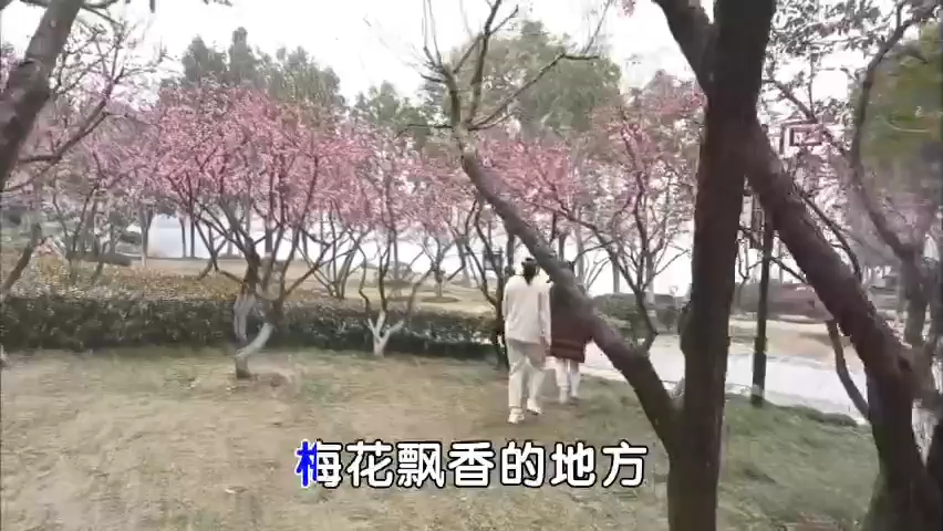 宫粉梅盛开的季节哔哩哔哩bilibili