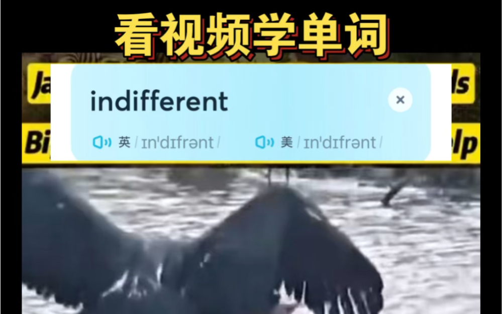看视频学单词～indifferent