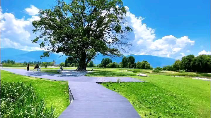 大理海舌生态公园有印入眼帘的夫妻树有蓝天 白云 青草与初冬的微风