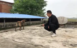 纯种比利时马犬，性格暴躁兴奋度太高，已成村里“一霸”太凶猛了