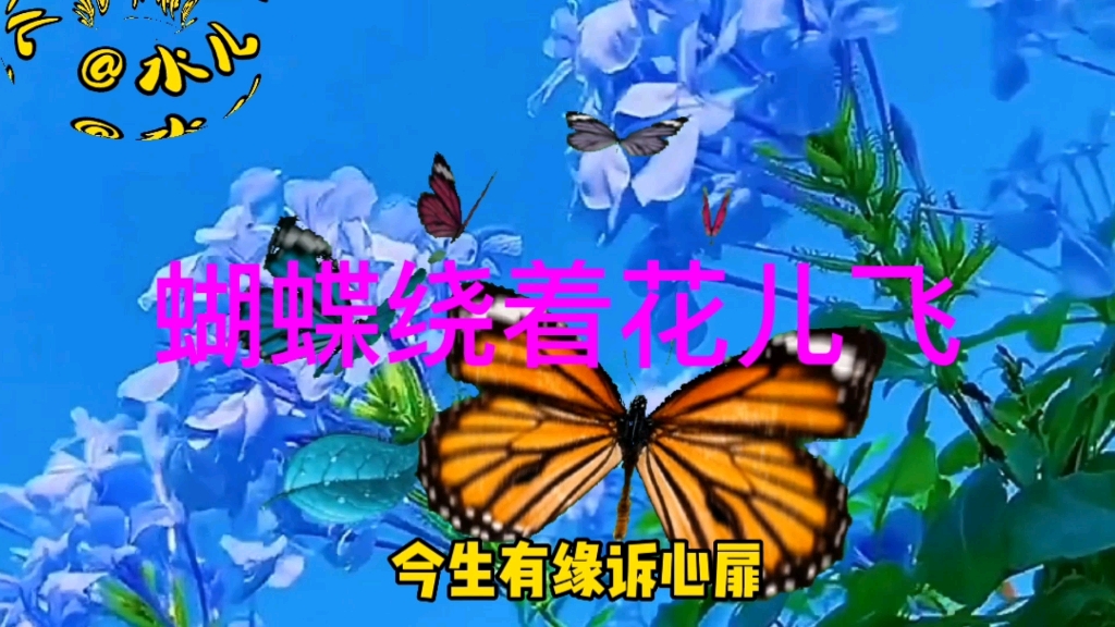 [图]醉人心脾的歌曲《蝴蝶绕着花儿飞》