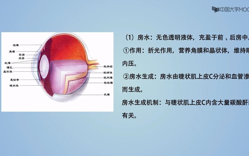 神经系统感受器、眼.内分泌 人体生理学,健康 科学,医学生哔哩哔哩bilibili