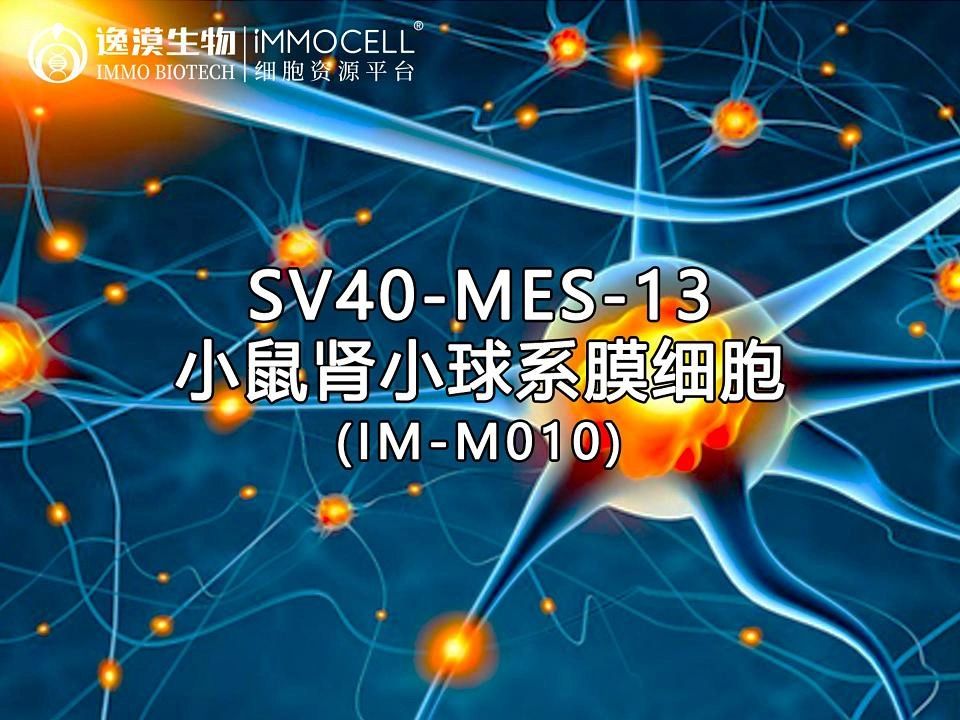 逸漠生物sv40-mes-13小鼠肾小球系膜细胞生长记录