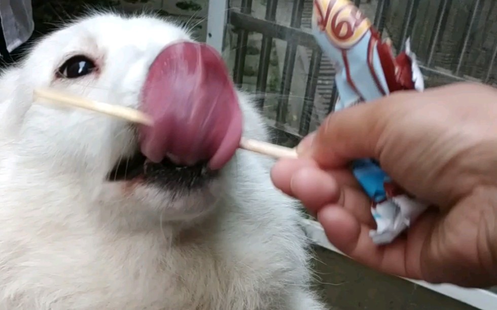 狗子舔冰棒