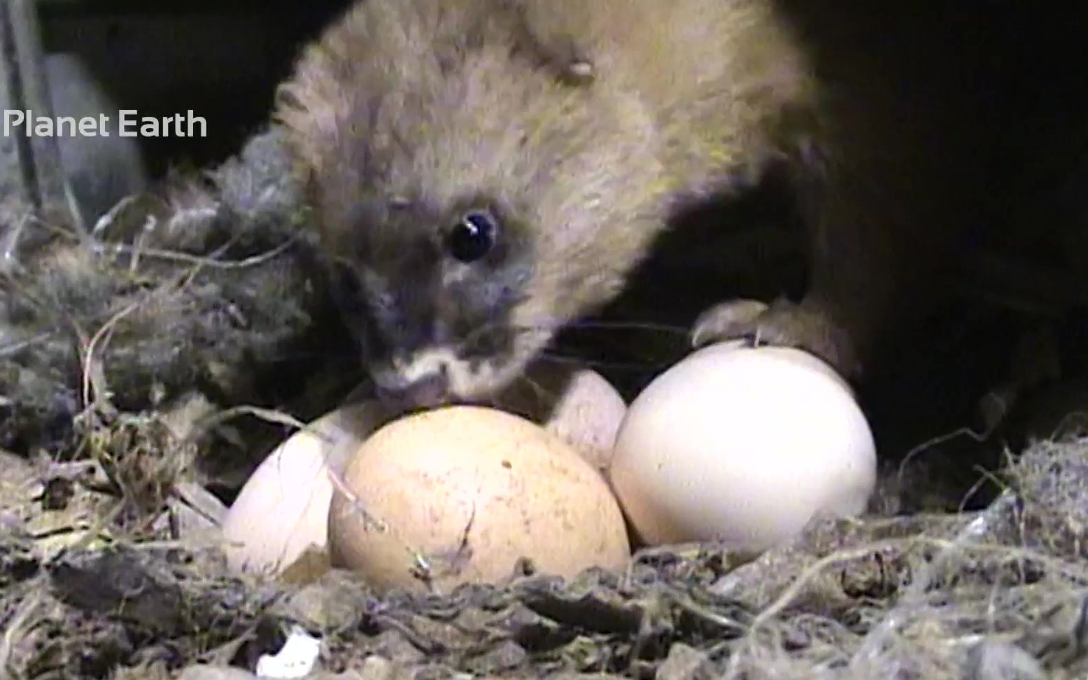 只听闻黄鼠狼偷鸡蛋今天带大家看看黄鼠狼是如何偷走鸡蛋的