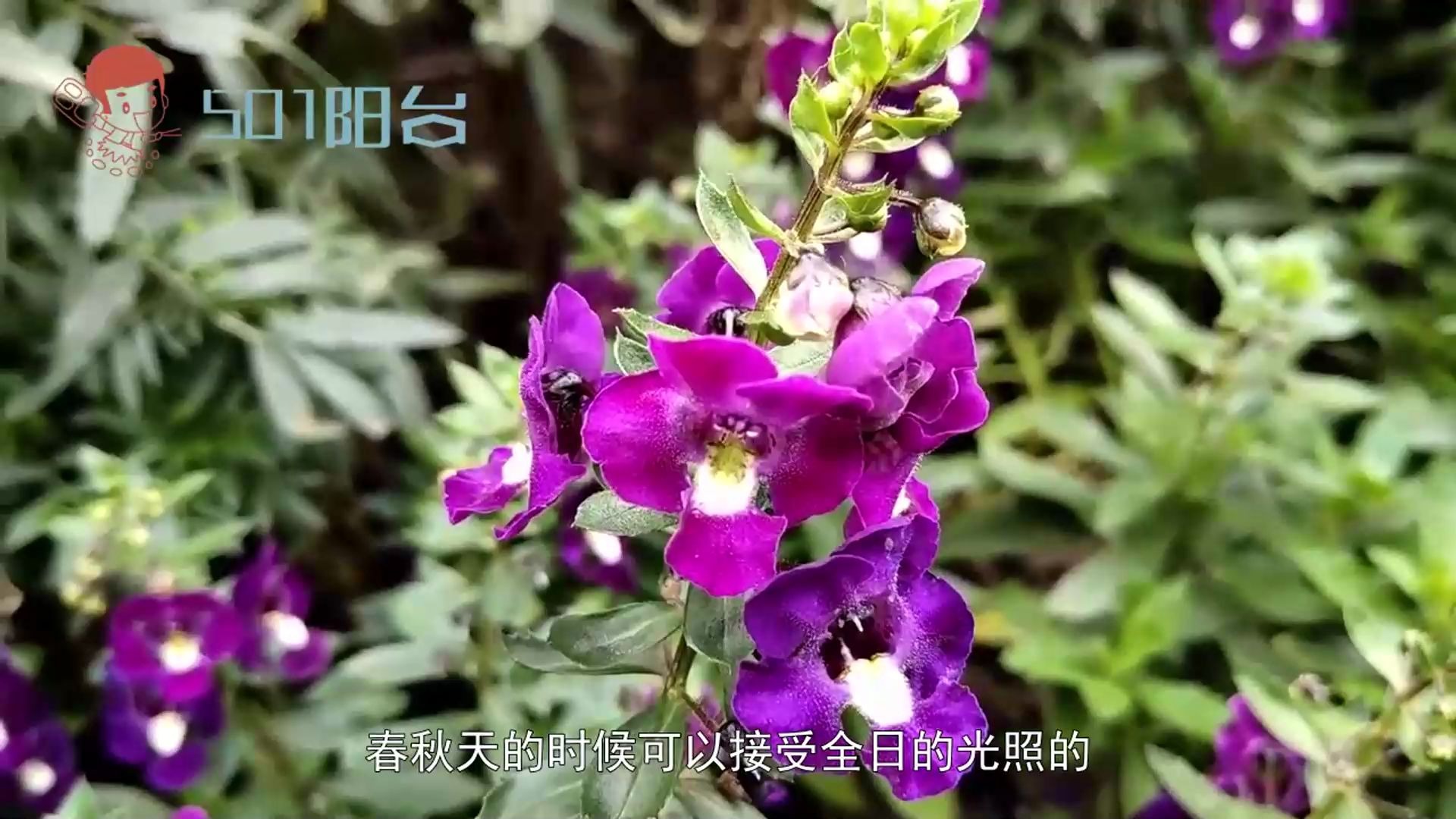 花超美的香彩雀,简单又好养,你知道怎么养吗?哔哩哔哩bilibili