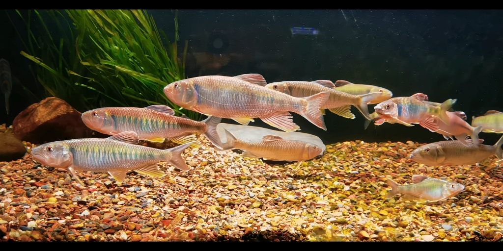 溪流马口原生缸