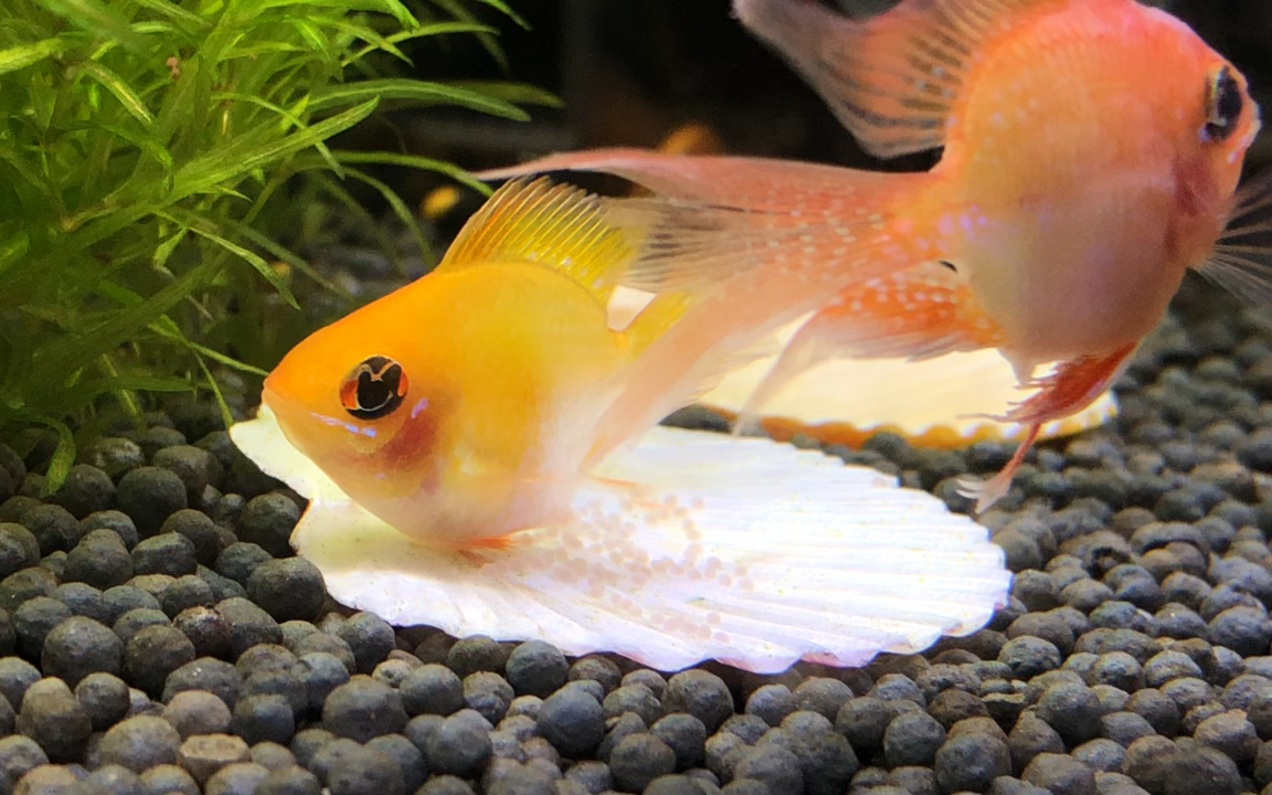 金波子繁殖产卵