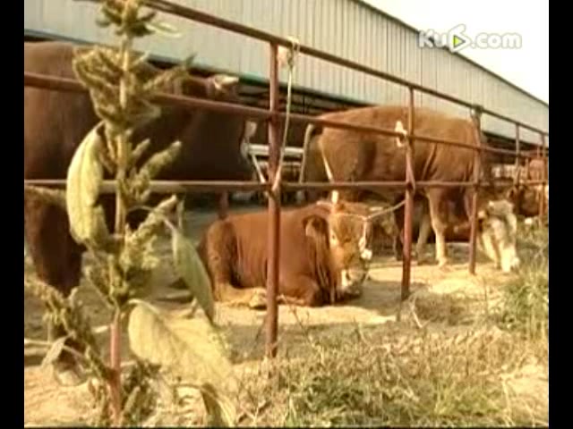 肉牛养殖技术 肉牛养殖场地建设 肉牛养殖一点通哔哩哔哩bilibili