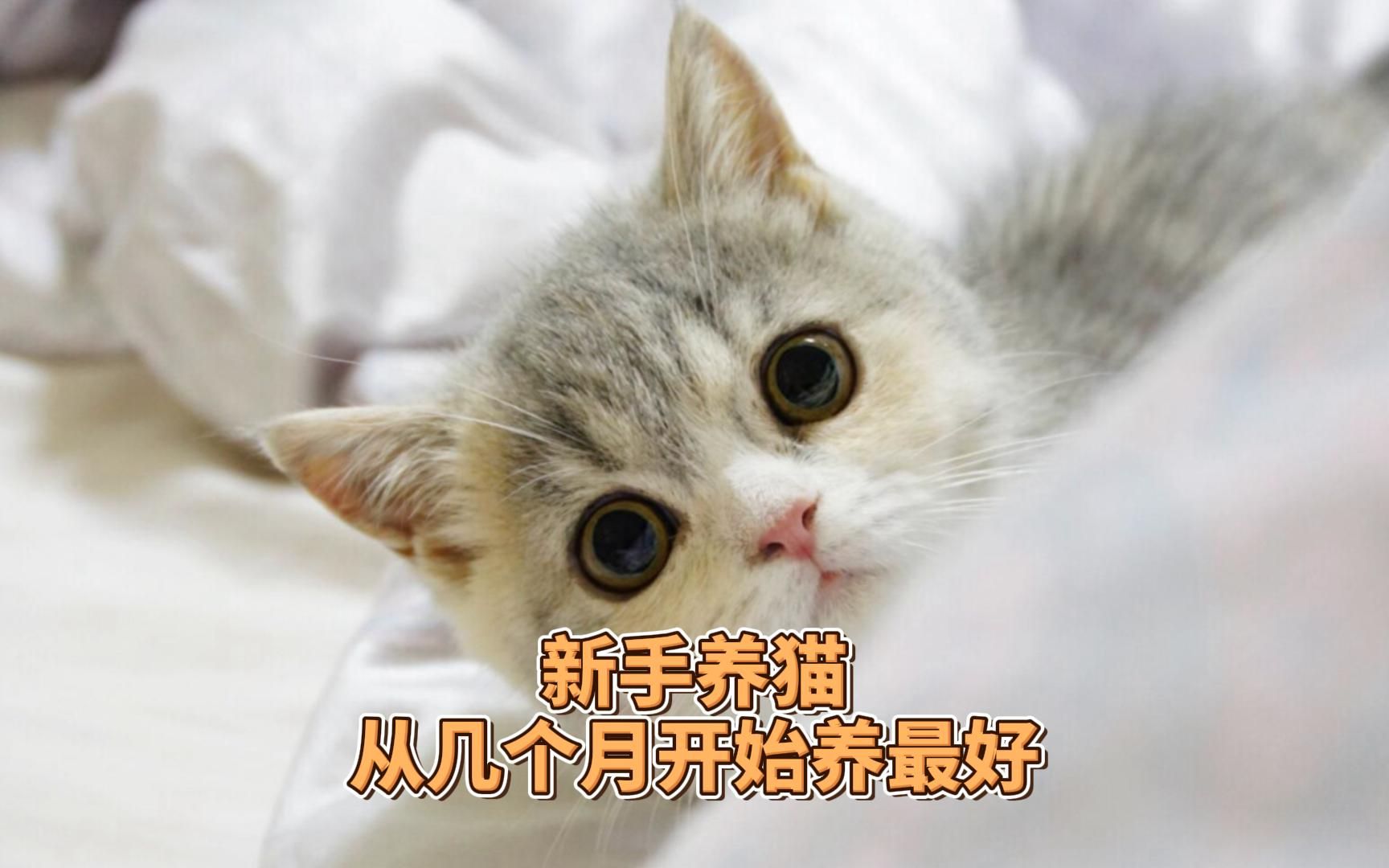 [图]新手养猫：猫咪从几个月开始养最好