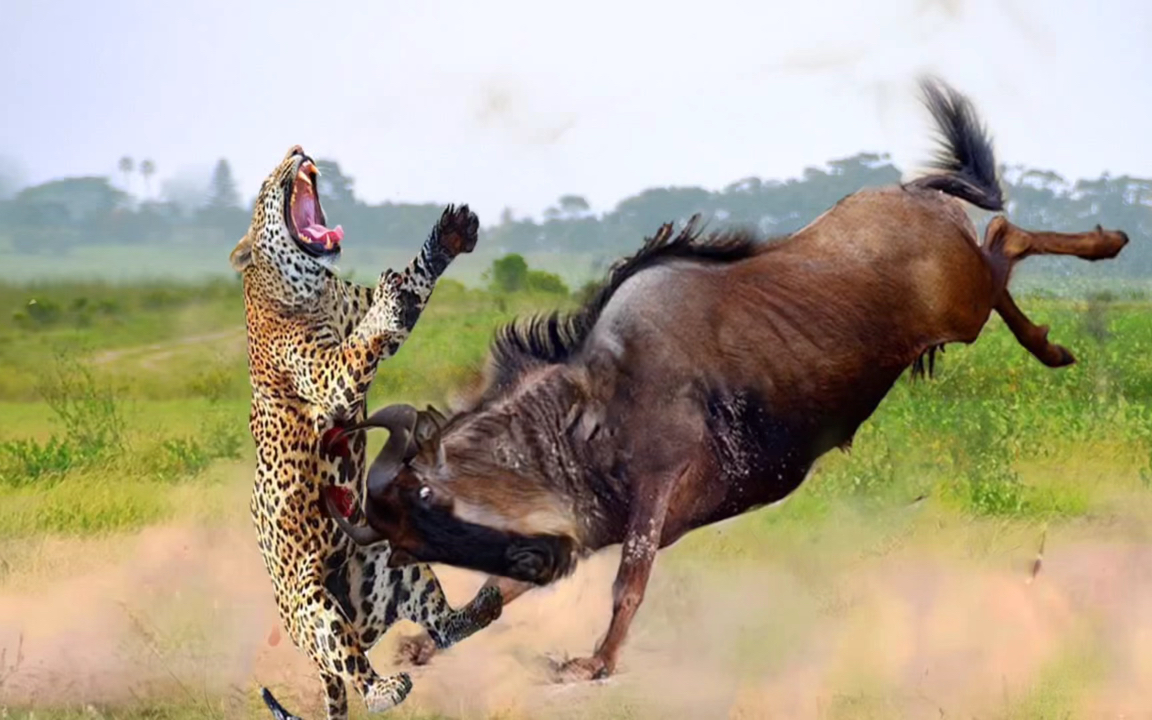 野生猫科动物狩猎现场精彩集锦_哔哩哔哩_bilibili