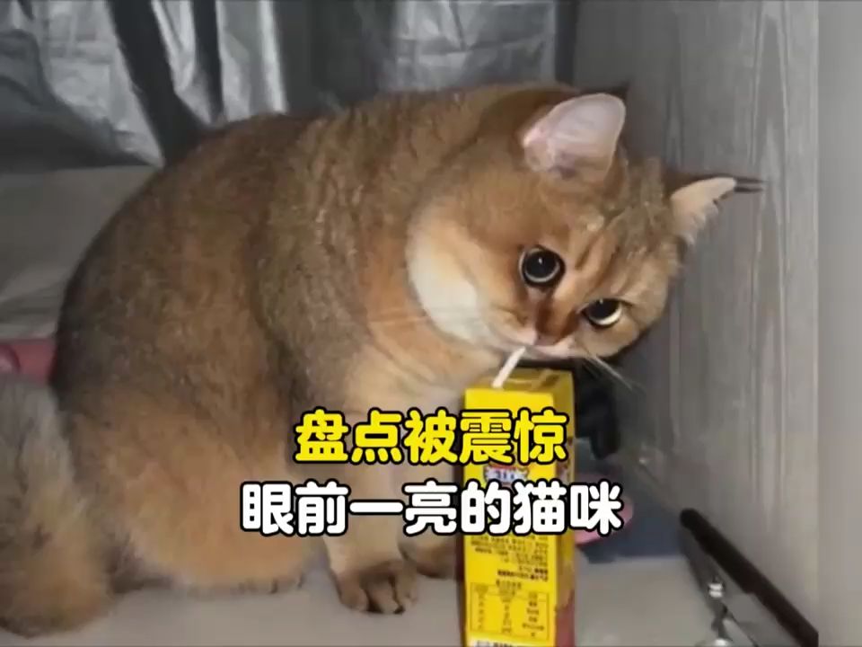 震惊猫咪一百年!