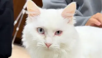 绑架远光狗
