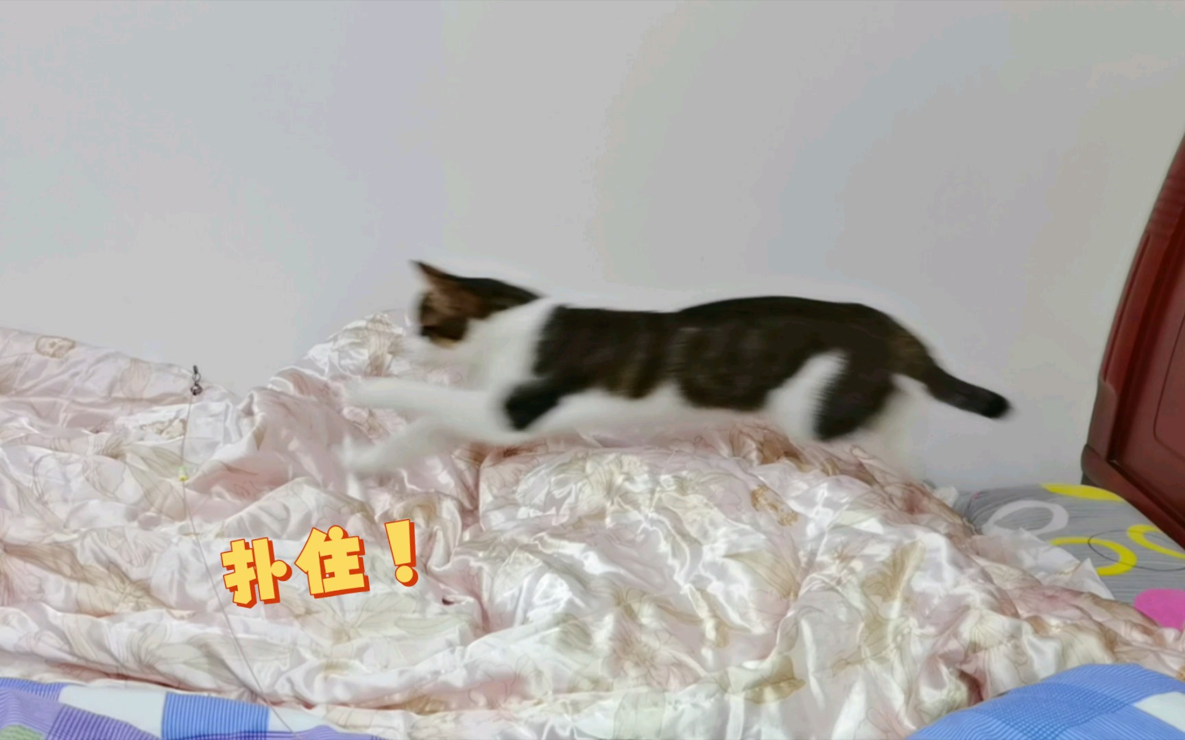 铺好被子就是用来打滚的