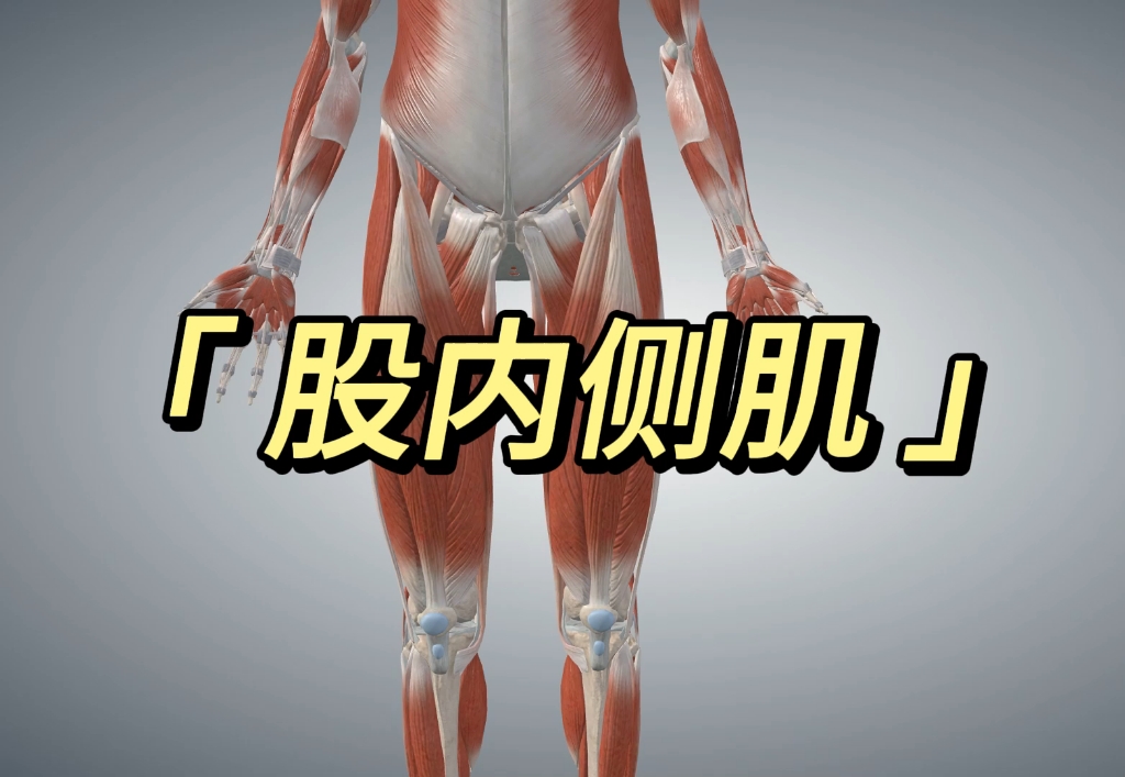 股内侧肌解剖及触发点疗法