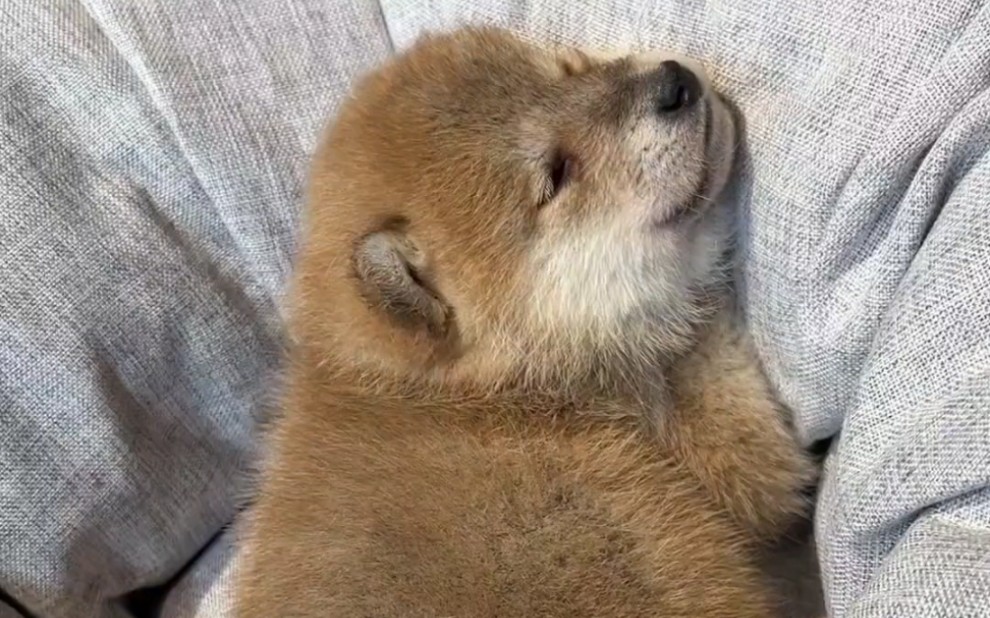 小奶狗睡觉真的太可爱了