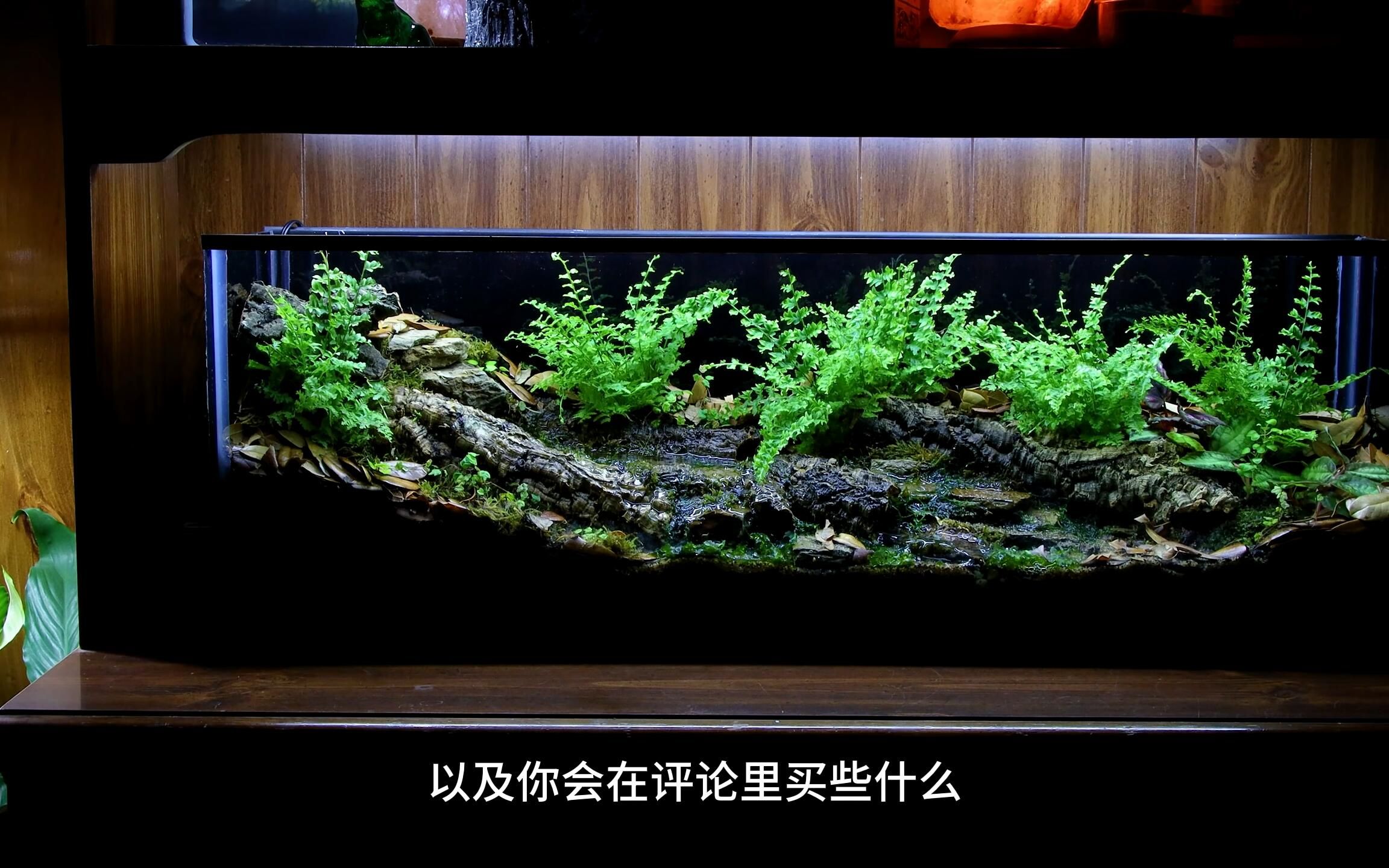 懒人版温带森林溪流径流草缸生态缸 造景草缸小溪,几片苔藓石头,把大