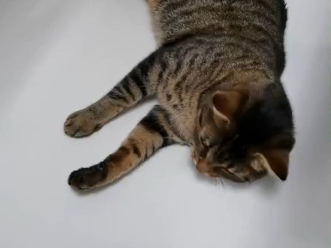 猫猫玩累了之后