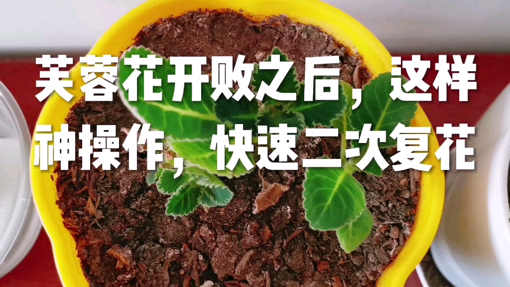 [图]芙蓉花开败之后，这样神操作，快速二次复花