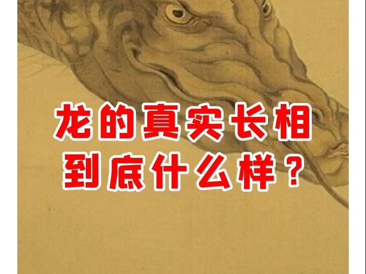 【微拍堂】龙的真实长相 到底什么样?哔哩哔哩bilibili