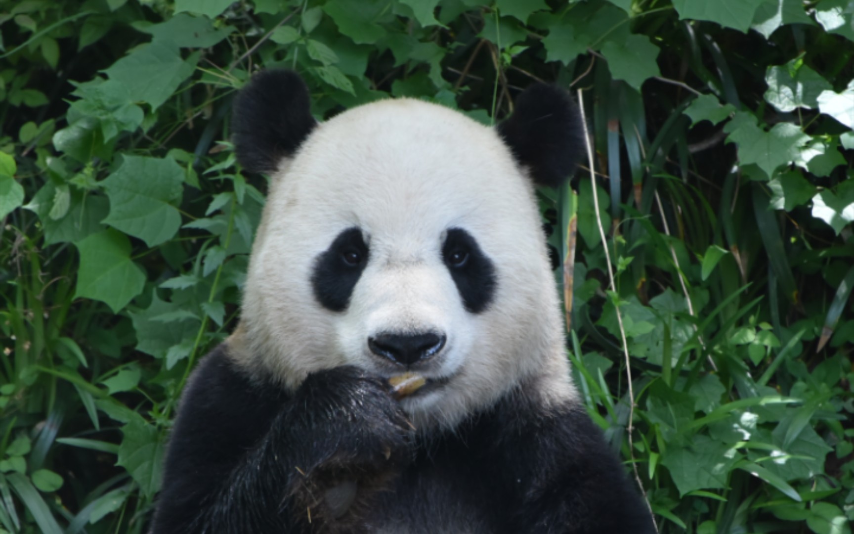 活动  【大熊猫平平】吃东西吧唧嘴也不怕被打啊