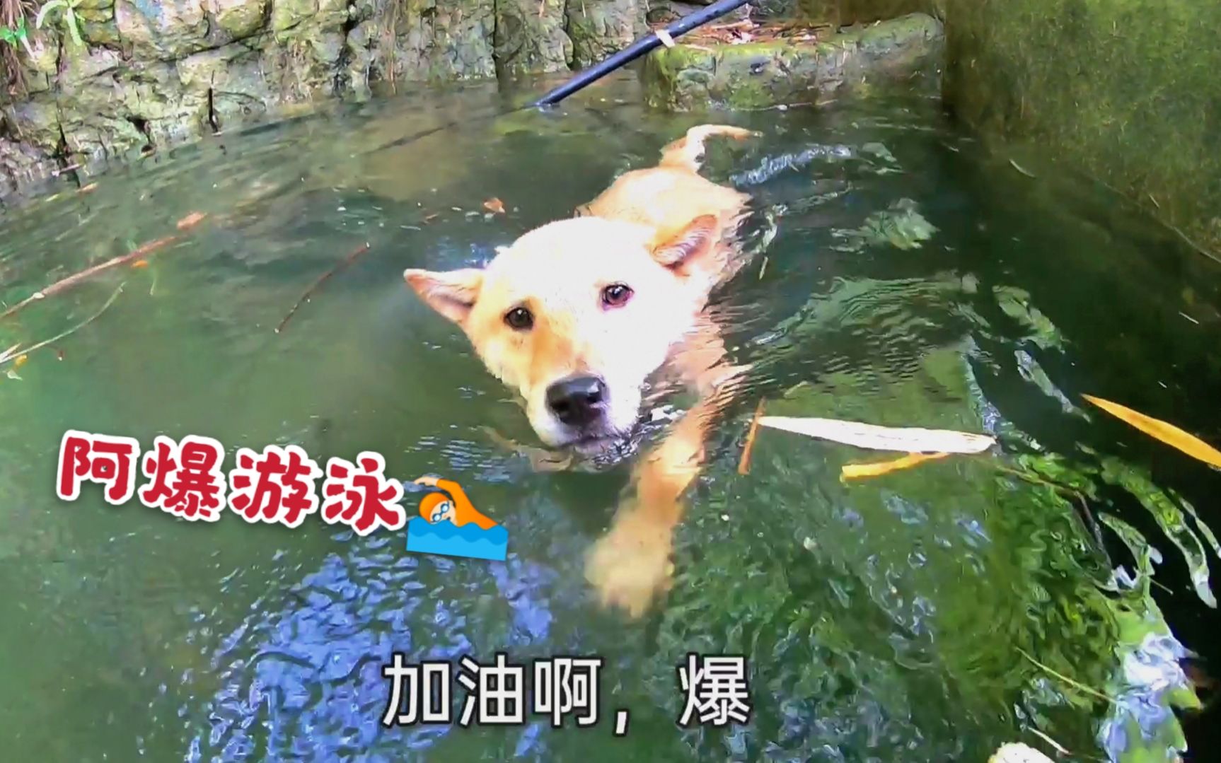 田园犬阿爆进深潭游泳,水很冰凉它一点不怕,上岸就有吃的真幸福