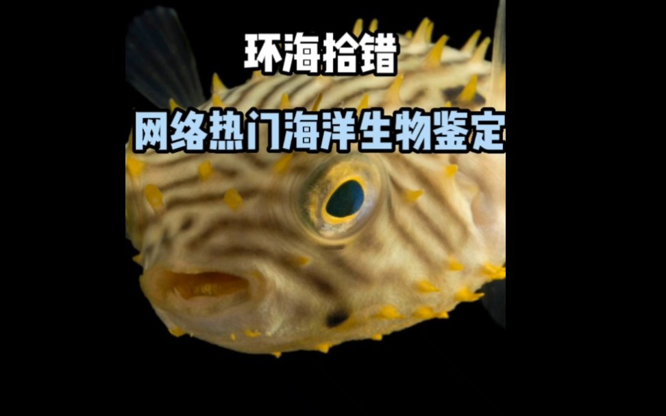 [图]【环海拾错】近期网络热门海洋生物鉴定5