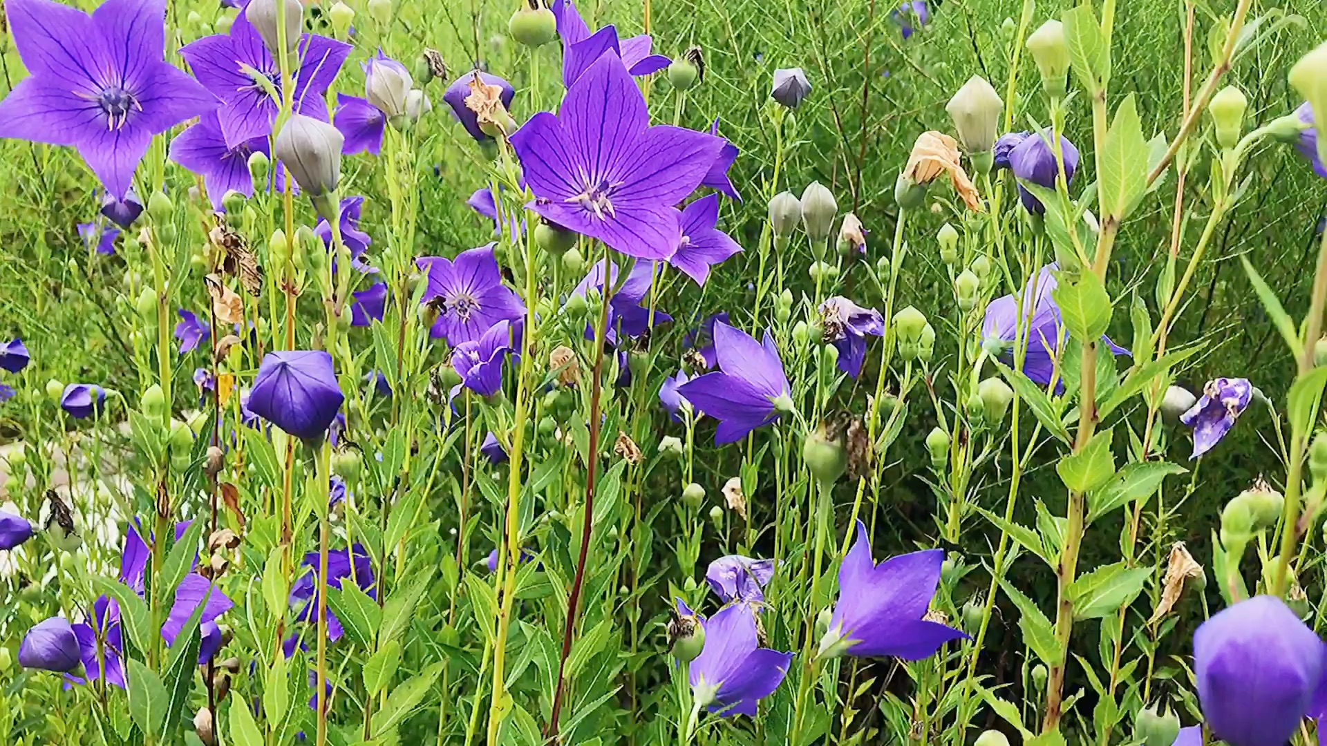 阳泉职业技术学院之美丽桔梗花海