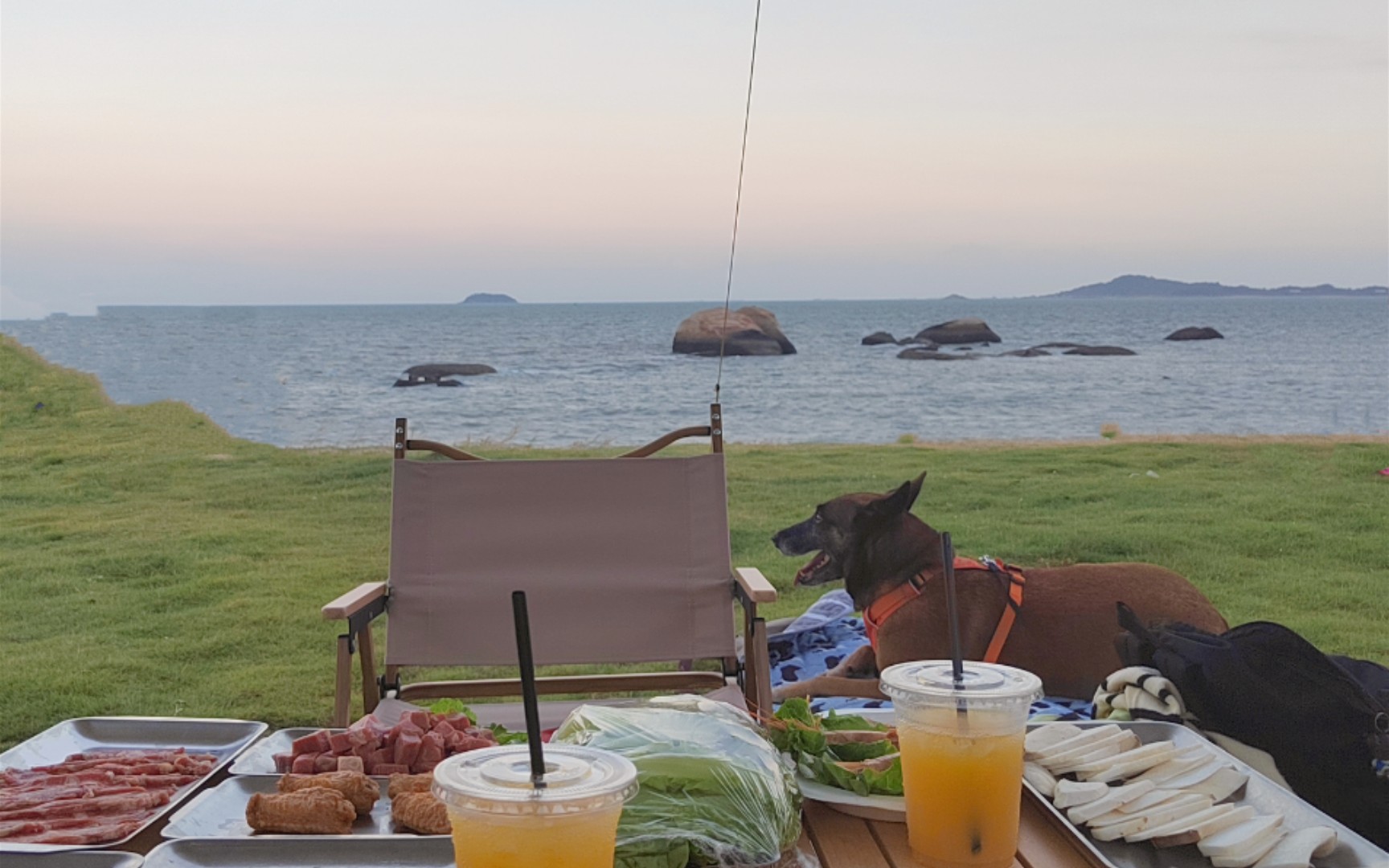 退役搜救犬的海边野餐